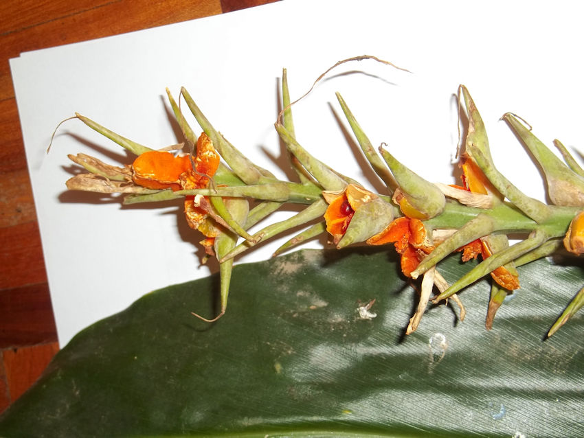 Hedychium sp., a catgory 1 alien invader